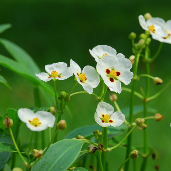 Sagittaria montevidensis-Samen