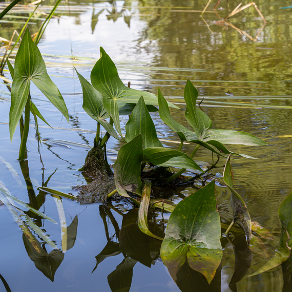 Sagittaria montevidensis-Samen