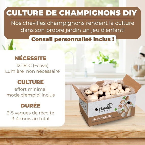 Kit champignon de Paris vue principale – cultivez vos champignons à domicile en 2 à 3 semaines