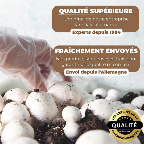 Kit champignon de Paris vue de dessus – ouverture pour démarrer la fructification