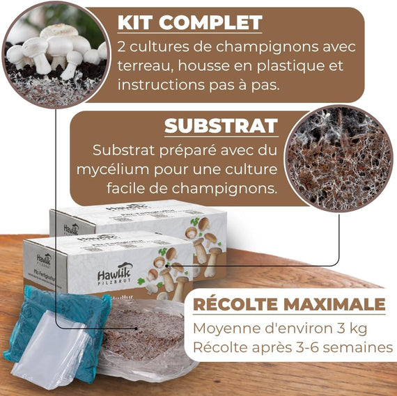 Kit champignon de Paris vue de profil – format compact pour culture intérieure