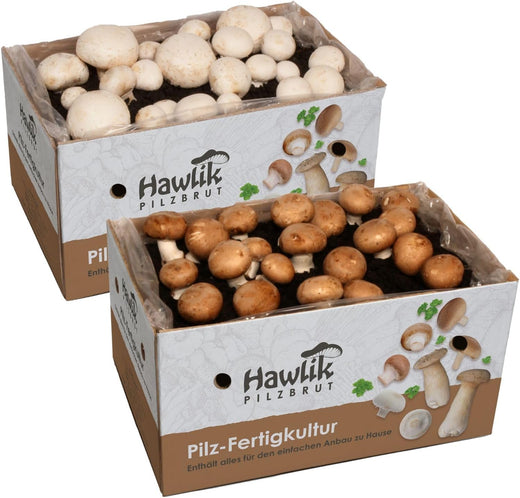Kit de culture champignon de Paris – schéma de fonctionnement du substrat ensemencé