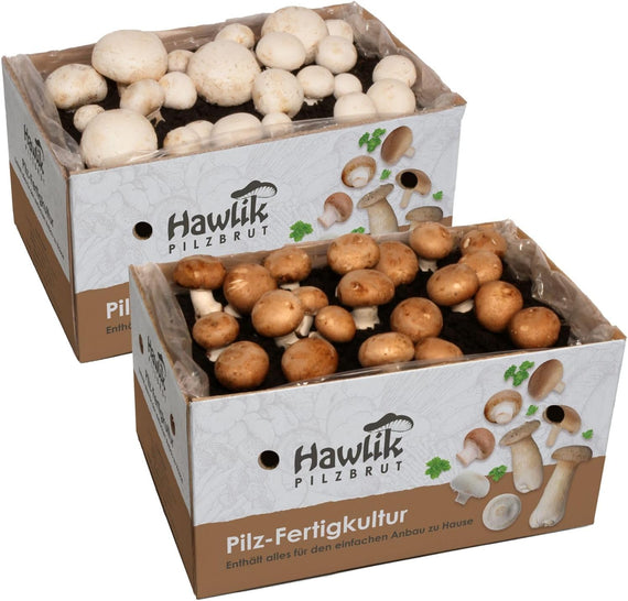 Kit de culture champignon de Paris – schéma de fonctionnement du substrat ensemencé