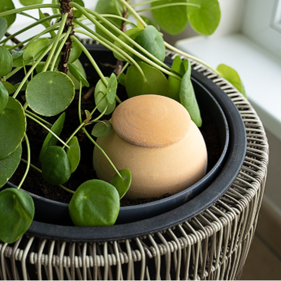 Olla Brut en situation au potager – arrosage autonome pendant les vacances