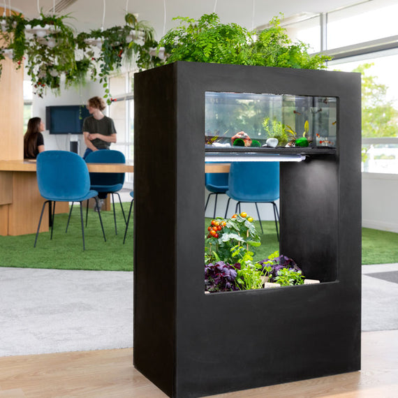 Aquarium aquaponie aura urbaine 1