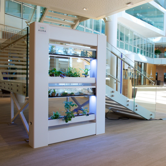Aquarium aquaponie aura urbaine 2