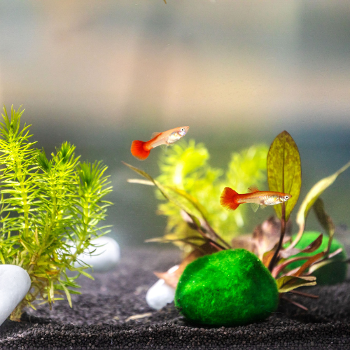 Aquarium aquaponie aura urbaine 5