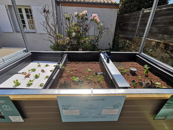 Radeaux de jeunes salades et bacs de substrat fraîchement plantés du Symbiose, vus de dessus