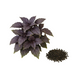 Dark Opal Basil Seeds