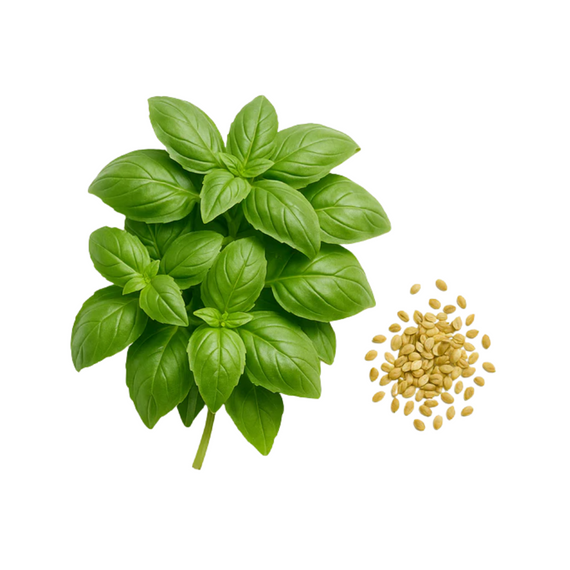 Basilic Vert de Gênes