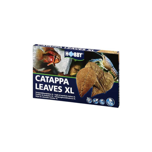 Boîte de feuilles de Catappa