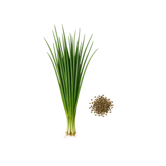 Ciboulette Commune 2