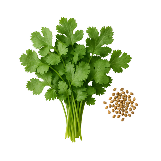 Coriandre Cultivée