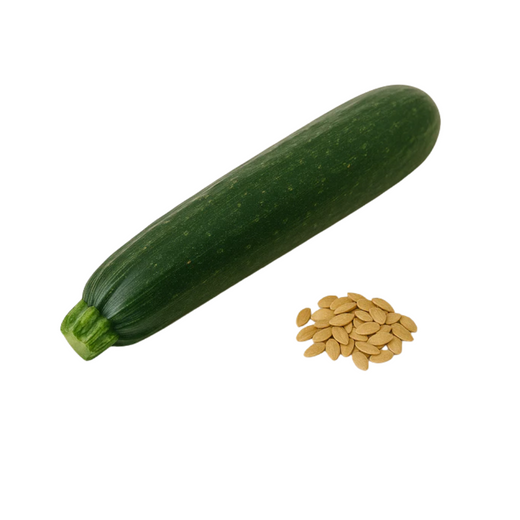 Courgette Verte Noire Maraîchère