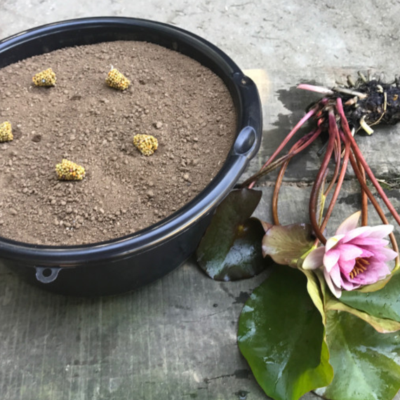 Engrais pour lotus et nénuphars