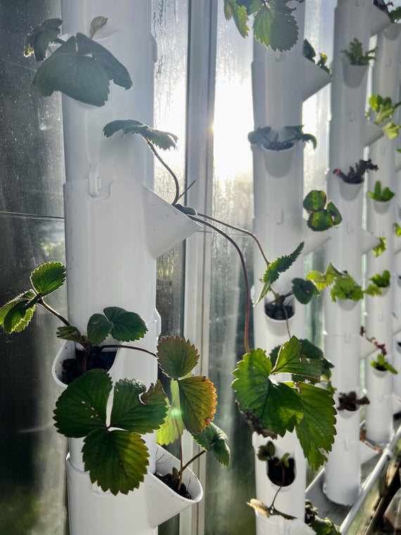 extension kit aquaponie