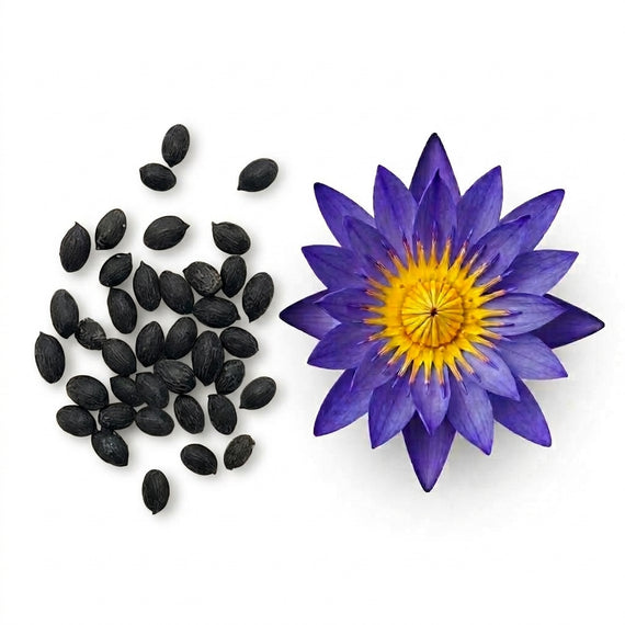 Graines de nénuphars : Nymphaea Caerulea (Lotus Bleu)