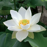 Fleur blanc pur du lotus Hongbian Yudie grande ouverte, cœur jaune et réceptacle vert, au milieu de ses feuilles