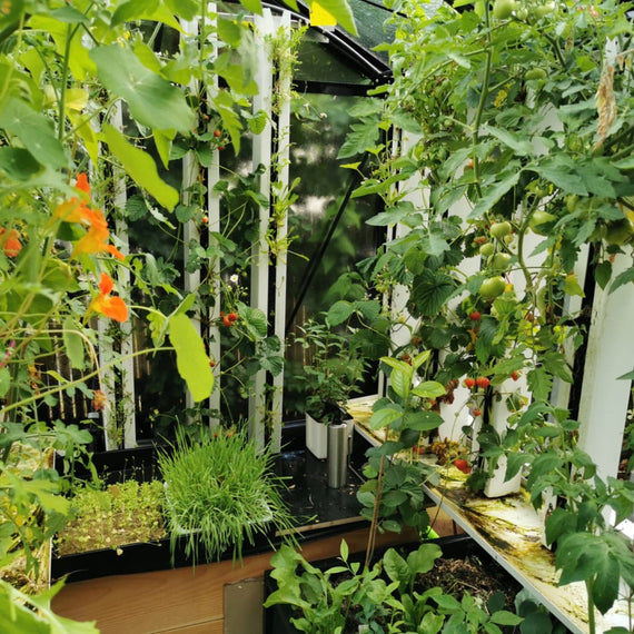 Intérieur de la serre Myfood City en pleine production, tours de culture et bacs couverts de légumes