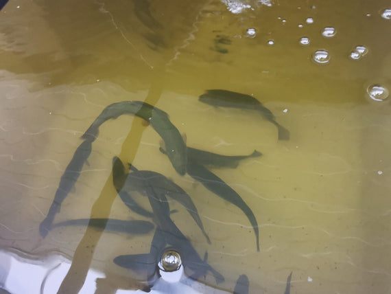 Truites arc-en-ciel dans le bassin d'élevage, vues depuis la surface de l'eau