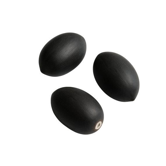 Lotus-Samen : Nelumbo nucifera