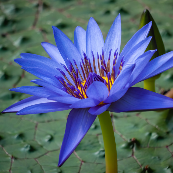 Seerosensamen : Nymphaea caerulea