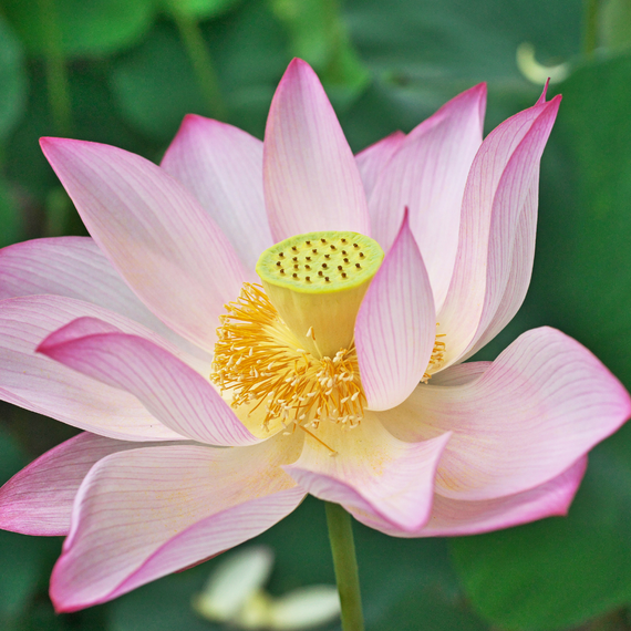Lotus-Samen : Nelumbo nucifera