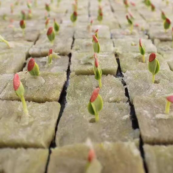 Cubes de laine de roche pour semis, 2 ou 2,5 cm