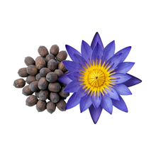 Lote de semillas de nenúfares : Nymphaea Caerulea (Loto Azul)