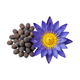 Waterlelienzaden : Nymphaea Caerulea (Blauwe Lotus)