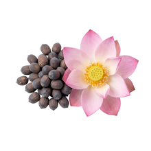 Lot de graines de lotus à planter : Nelumbo Nucifera rose