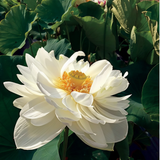 Fleur blanche du lotus High Cotton aux pétales nombreux et froissés, parmi les grandes feuilles