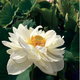 Lotus High Cotton