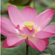 Sacred Lotus Nucifera 