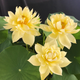 Nelumbo Moling Qiuse
