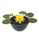 Yellow Hardy Waterlily : Nymphaea Gold Medal