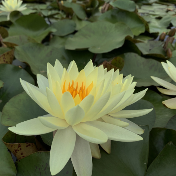 Nénuphar Rustique Jaune Nymphaea Gold Medal 
