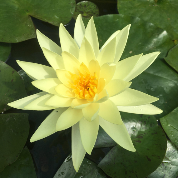 Nénuphar Rustique Jaune Nymphaea Gold Medal