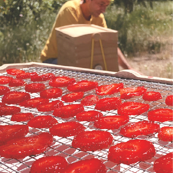 Tomates en tranches séchées dans le séchoir Omy
