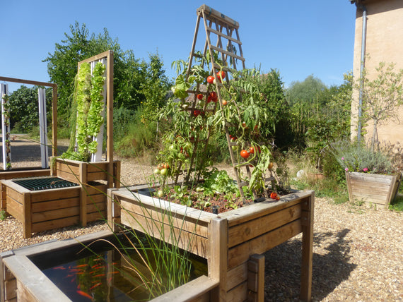 Geraldines Gemüsegarten