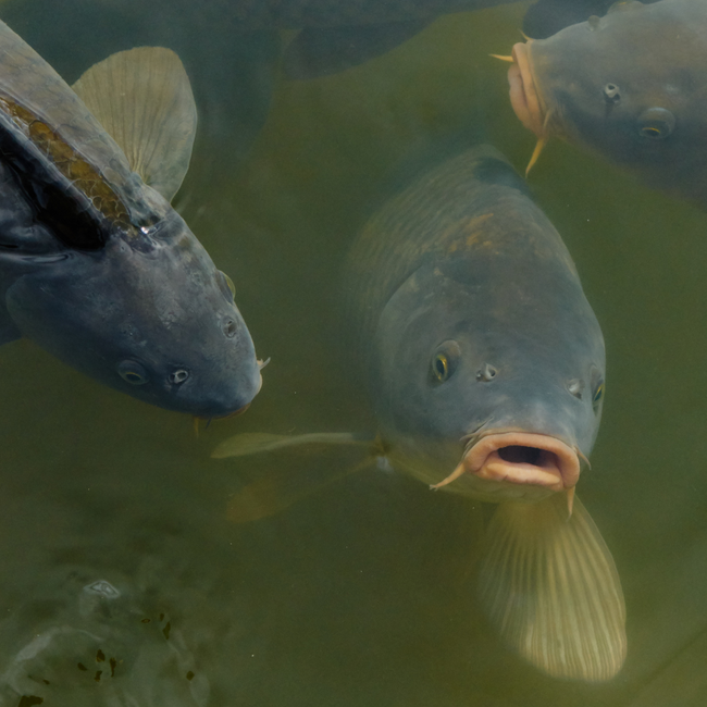 Auswirkungen der Hitze auf Wasser und Fische