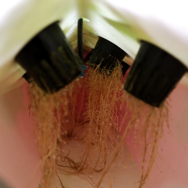 Deep water culture in an aquaponic tank