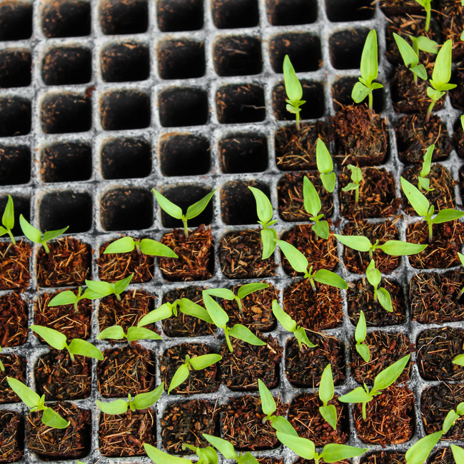 Starting up your aquaponic system: the first few weeks
