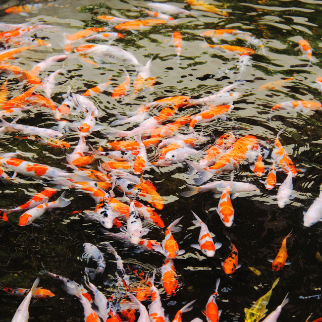 Das Becken mit Fischen überbesetzen