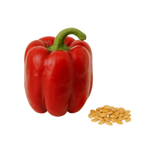 Poivron Prima Belle