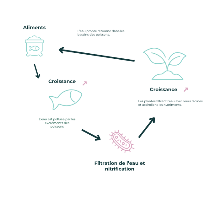 What is aquaponics?