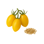 Graines de Tomates Cerises Prune Jaune