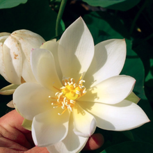 Lotus Xiao Gongzhu