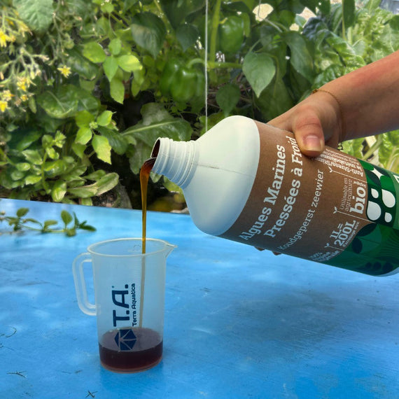 Extrait d'algue brun versé dans un verre doseur gradué, au jardin