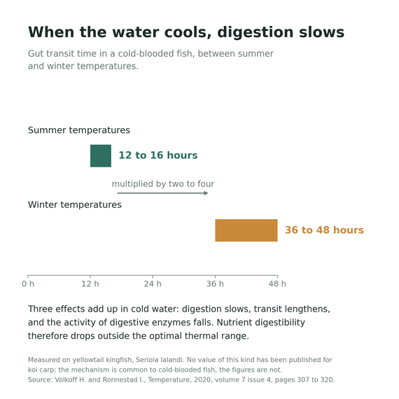 Schéma du temps de transit intestinal d'un poisson à sang froid, 12 à 16 heures en été contre 36 à 48 heures en hiver